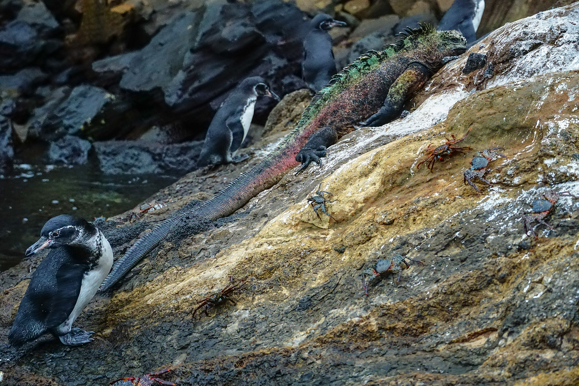 Just Galápagos epitomized on a rock: A colorful marine iguana, endemic Galápagos penguins, Sally Lightfoot crabs, and unfortunately just out of frame there also was a Galápagos sea lion lazing about.